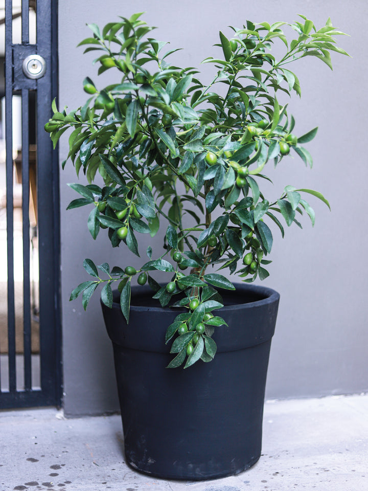 Karin (Kumquat) - PlantMe Chile