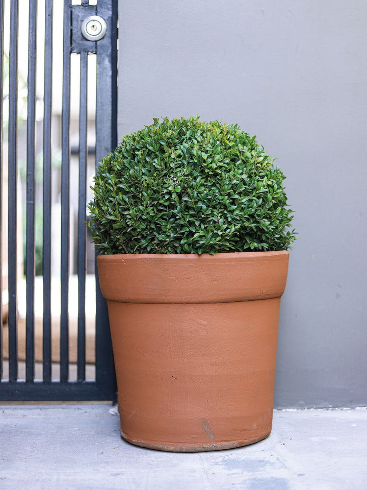 Borja (Boj Bola) Plantme Chile