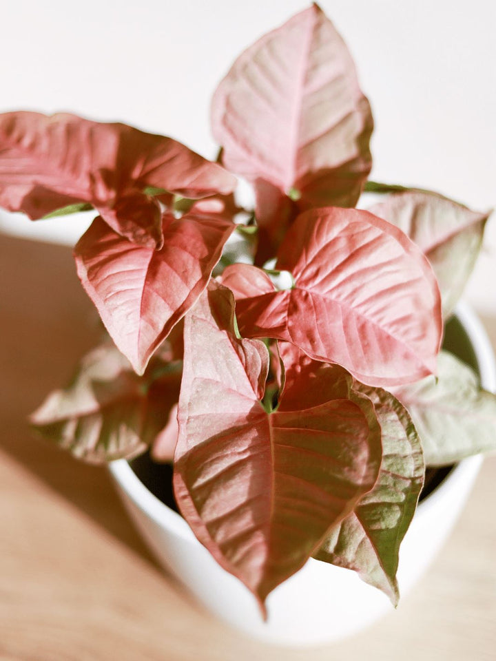 Roxana (Syngonio Rosado) PlantMe Chile