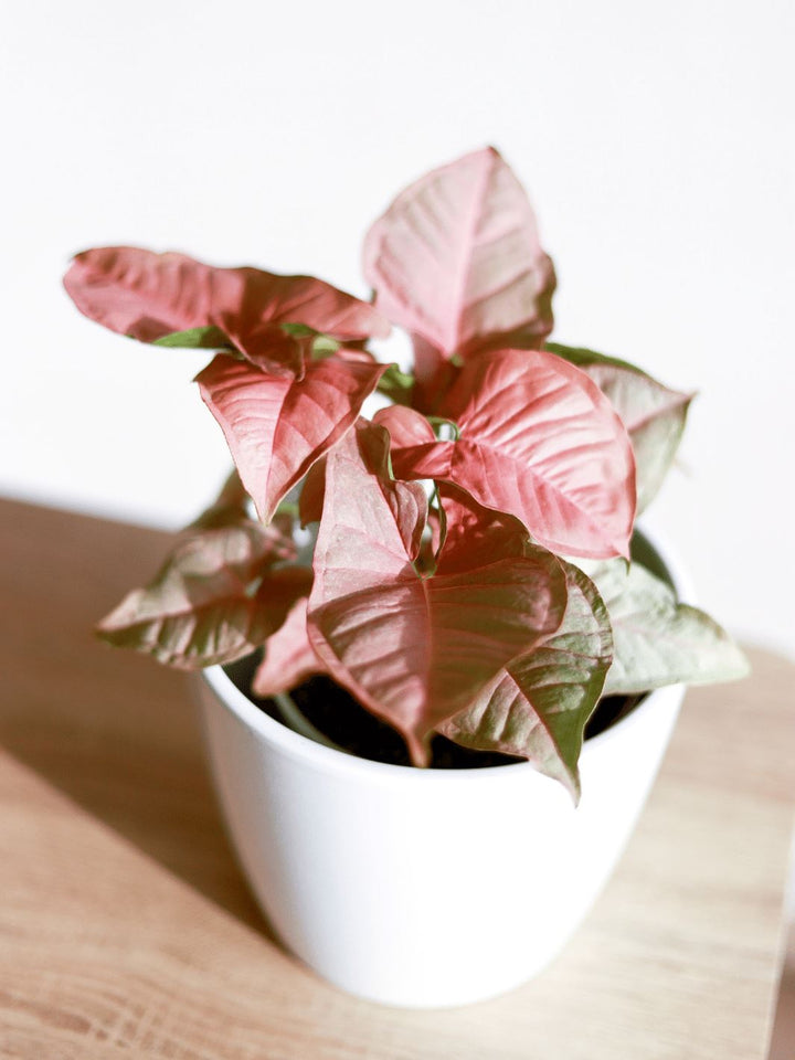 Roxana (Syngonio Rosado) PlantMe Chile Ceramica