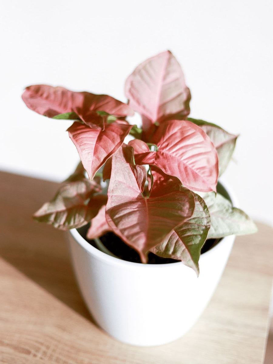 Roxana (Syngonio Rosado) PlantMe Chile Ceramica