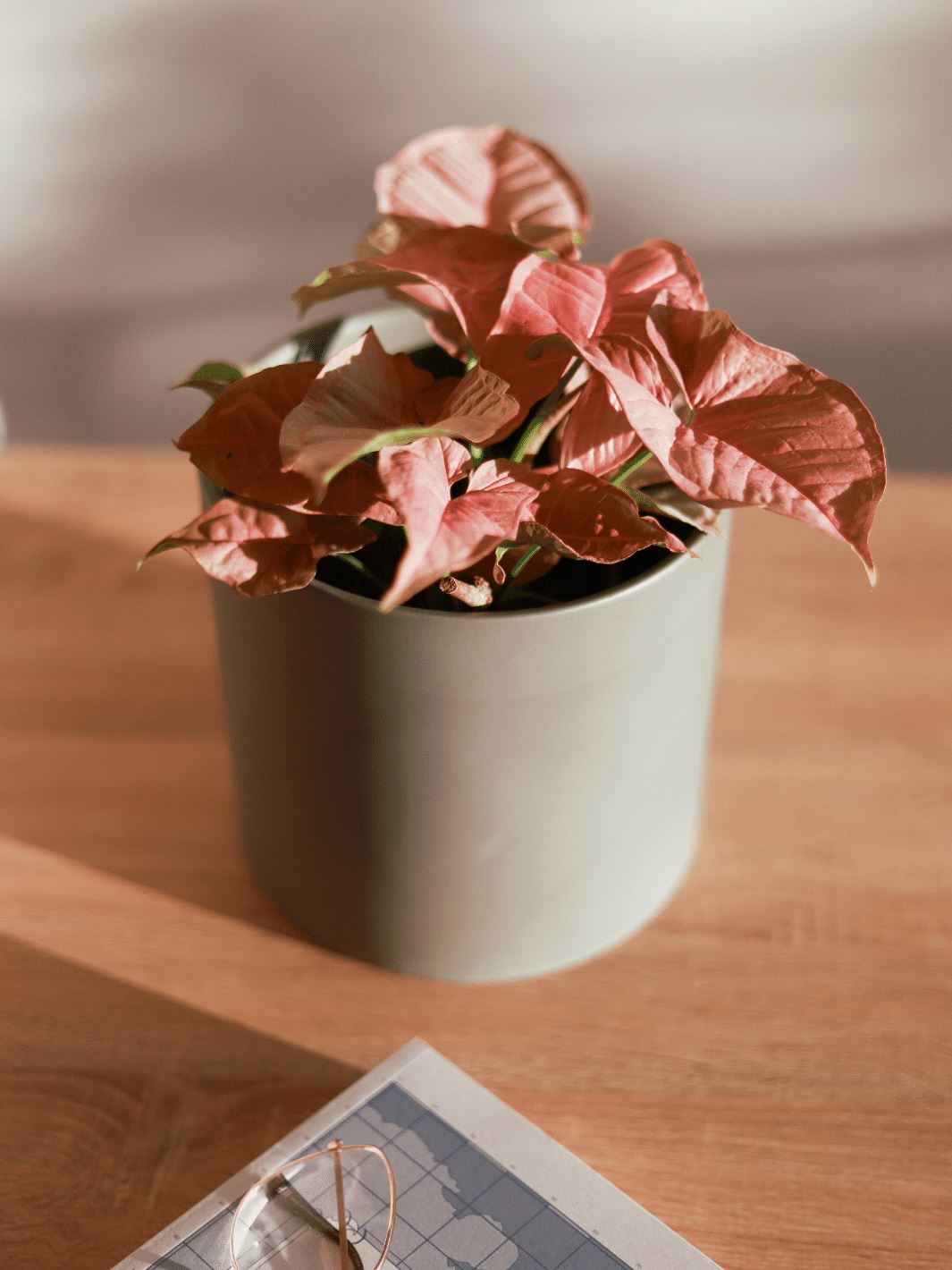 Roxana (Syngonio Rosado) PlantMe Chile Danés M Gris