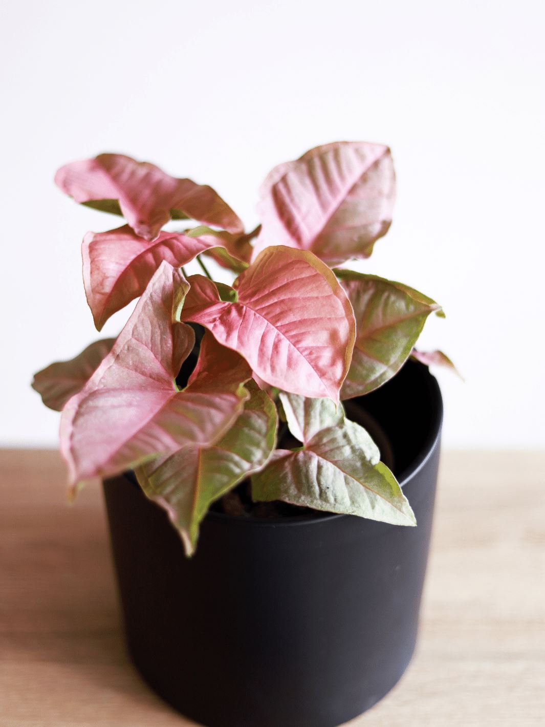 Roxana (Syngonio Rosado) PlantMe Chile Danés M Negro