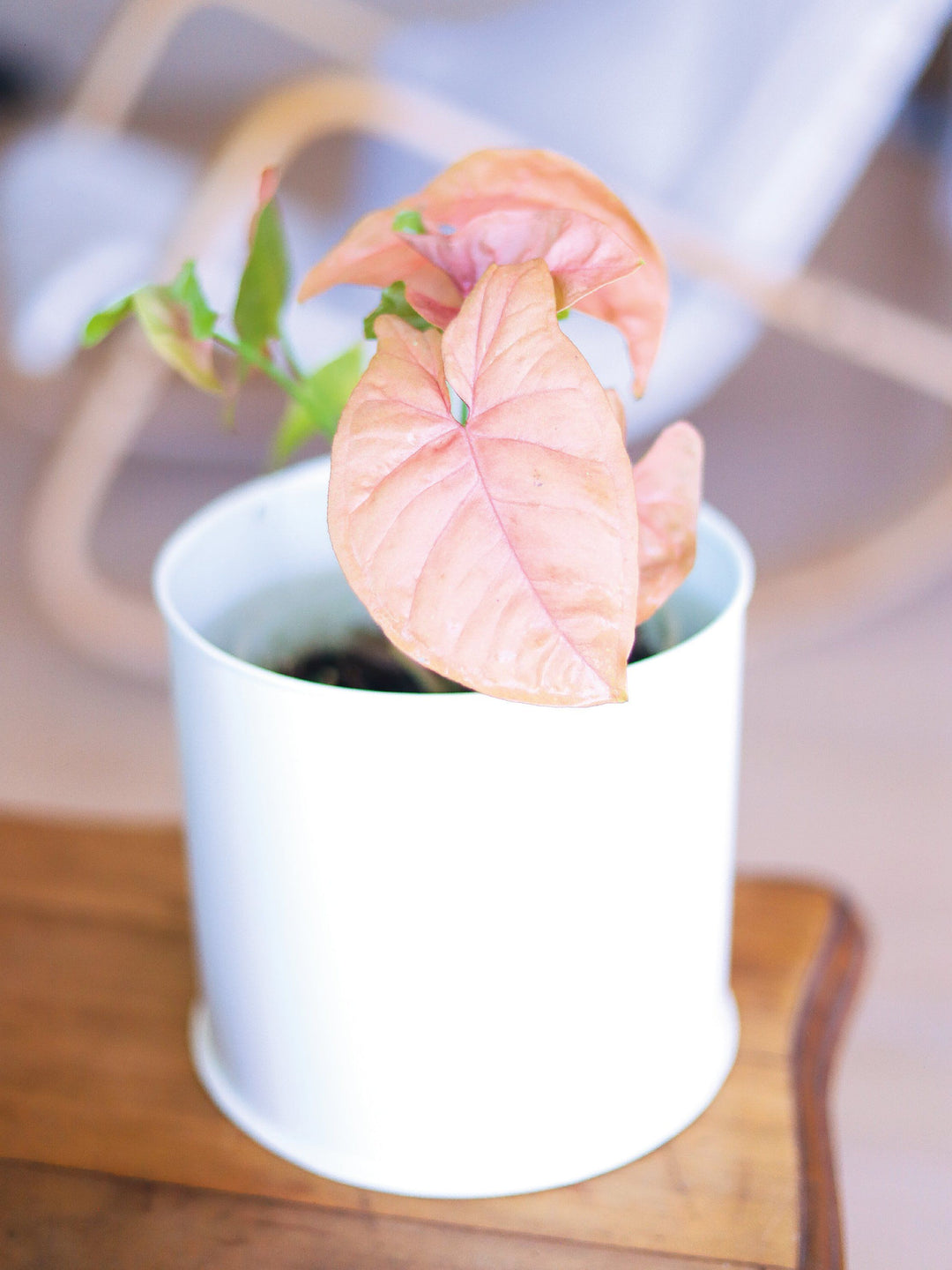 Roxana (Syngonio Rosado) PlantMe Chile Metal M Blanco