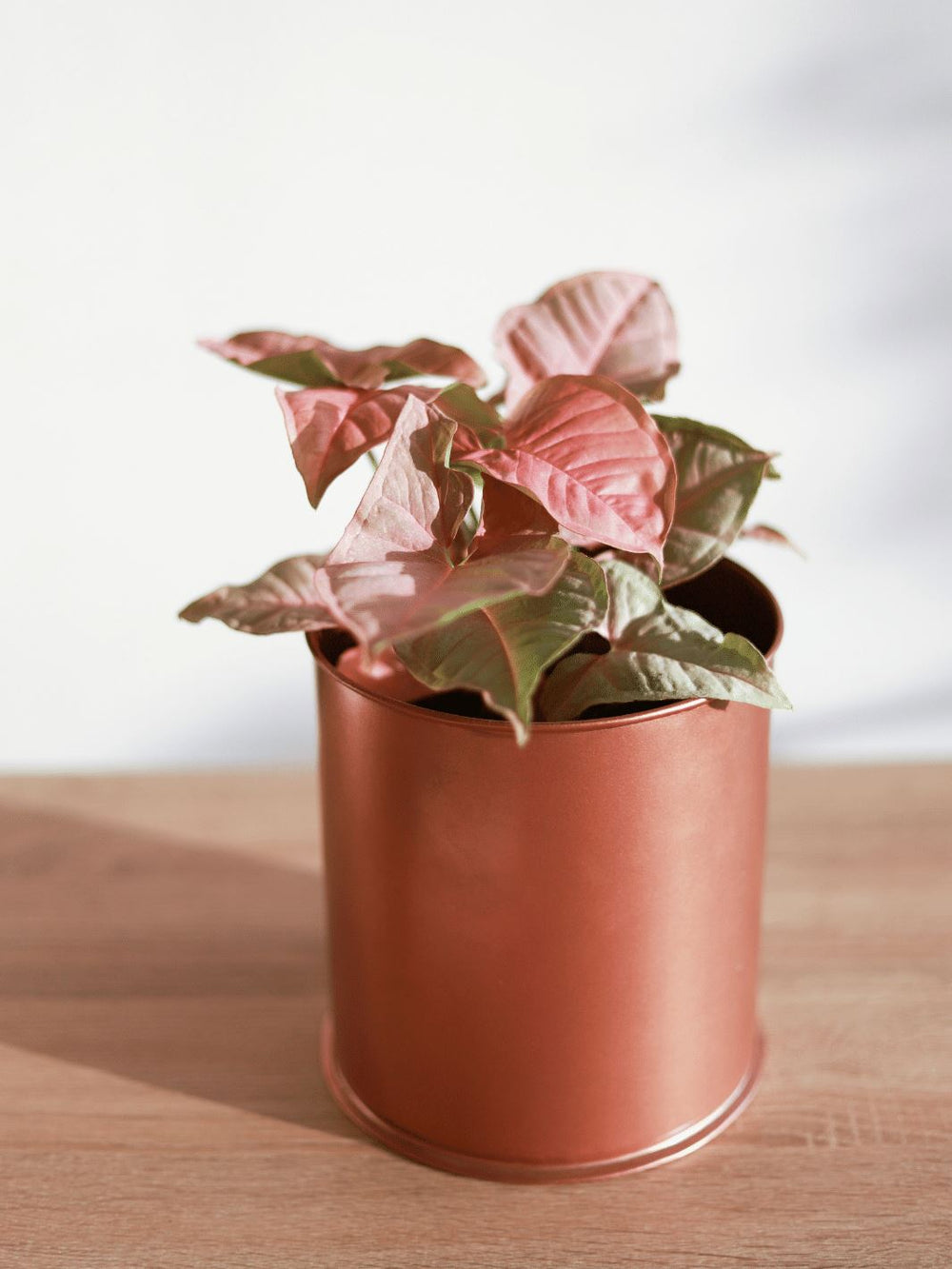 Roxana (Syngonio Rosado) PlantMe Chile Metal M Cobre