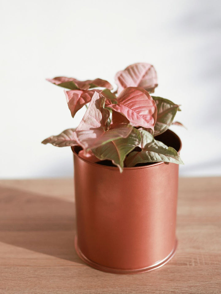 Roxana (Syngonio Rosado) PlantMe Chile Metal M Cobre