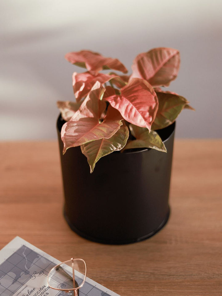 Roxana (Syngonio Rosado) PlantMe Chile Metal M Negro