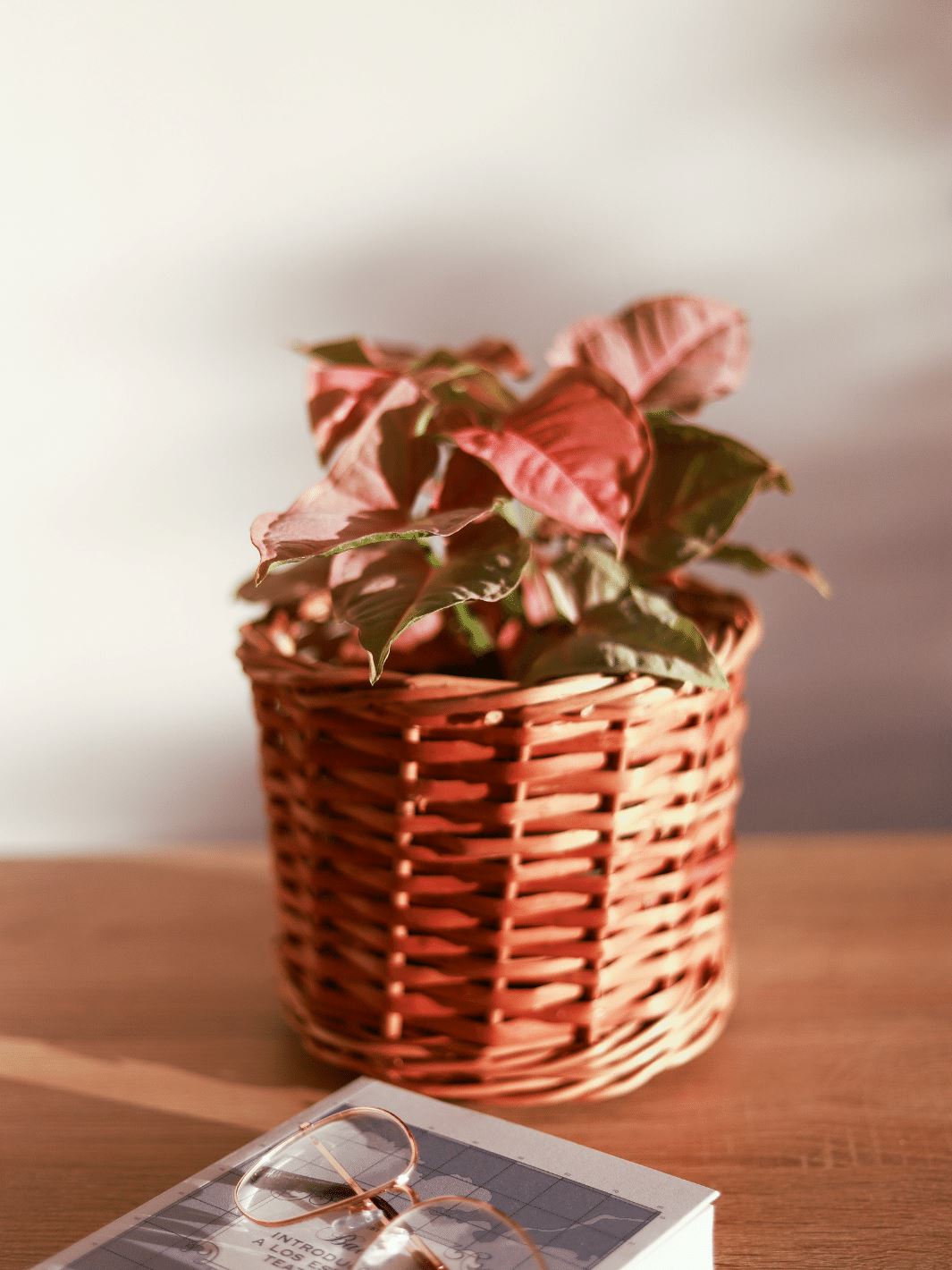 Roxana (Syngonio Rosado) PlantMe Chile Mimbre M