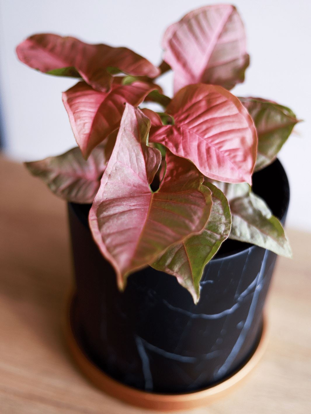 Roxana (Syngonio Rosado) PlantMe Chile Nórdico Negro