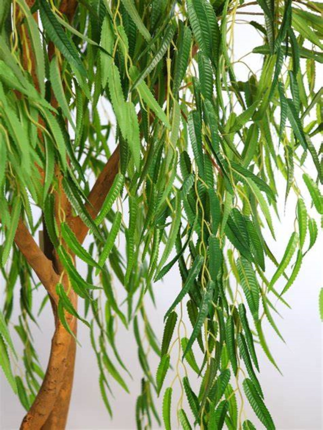 el sauce planta Sauce Chileno (Salix humboldtiana) | Planta a Domicilio