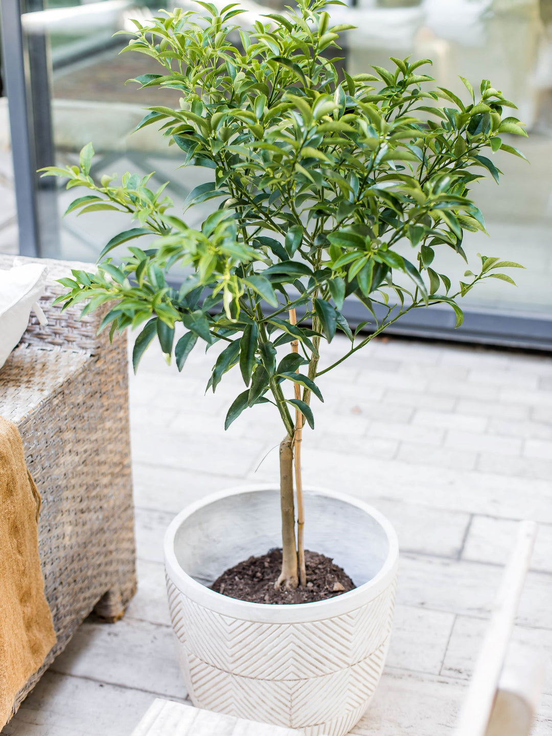 Karin XL (Kumquat)