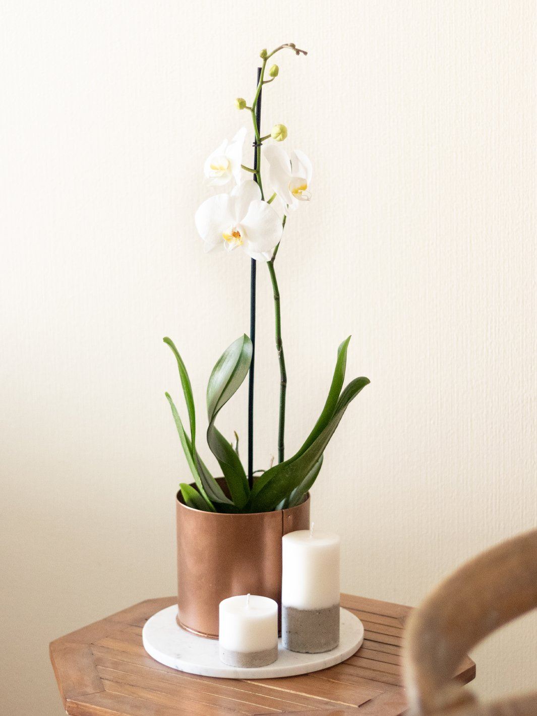 Úrsula Blanca (Orquídea grande) - PlantMe Chile