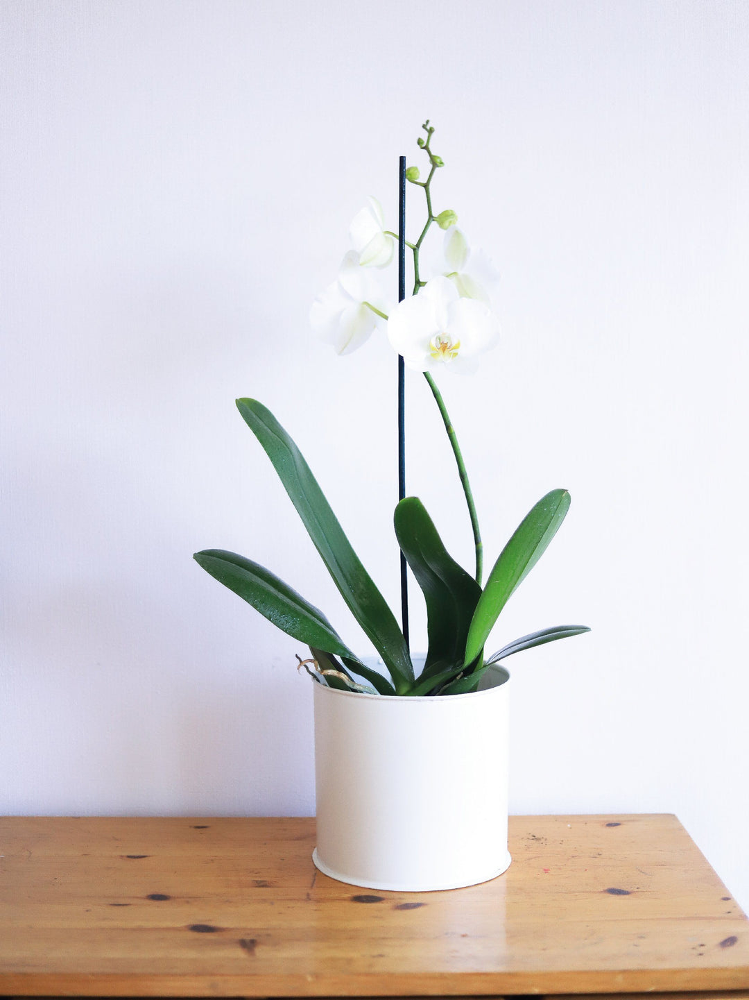 Úrsula Blanca (Orquídea grande) PlantMe Chile Metal M Blanco