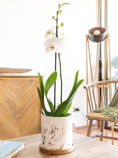 Úrsula Blanca (Orquídea grande) - PlantMe Chile
