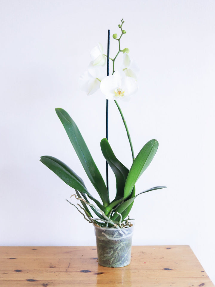 Úrsula Blanca (Orquídea grande) PlantMe Chile Plástico