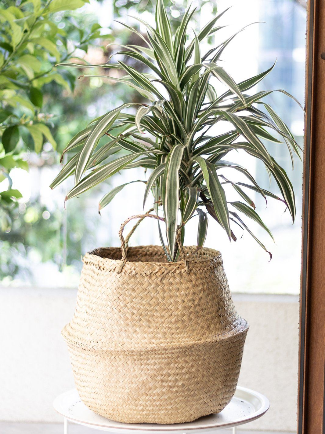 Woody (Dracena Warneckii) | Planta a Domicilio