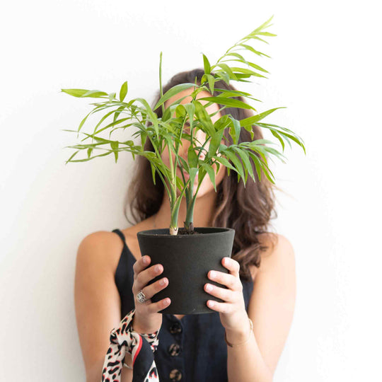 5 plantas de interior y exterior perfectas para regalar