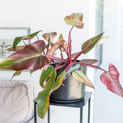7 TIPS para tus plantas de interior o exterior