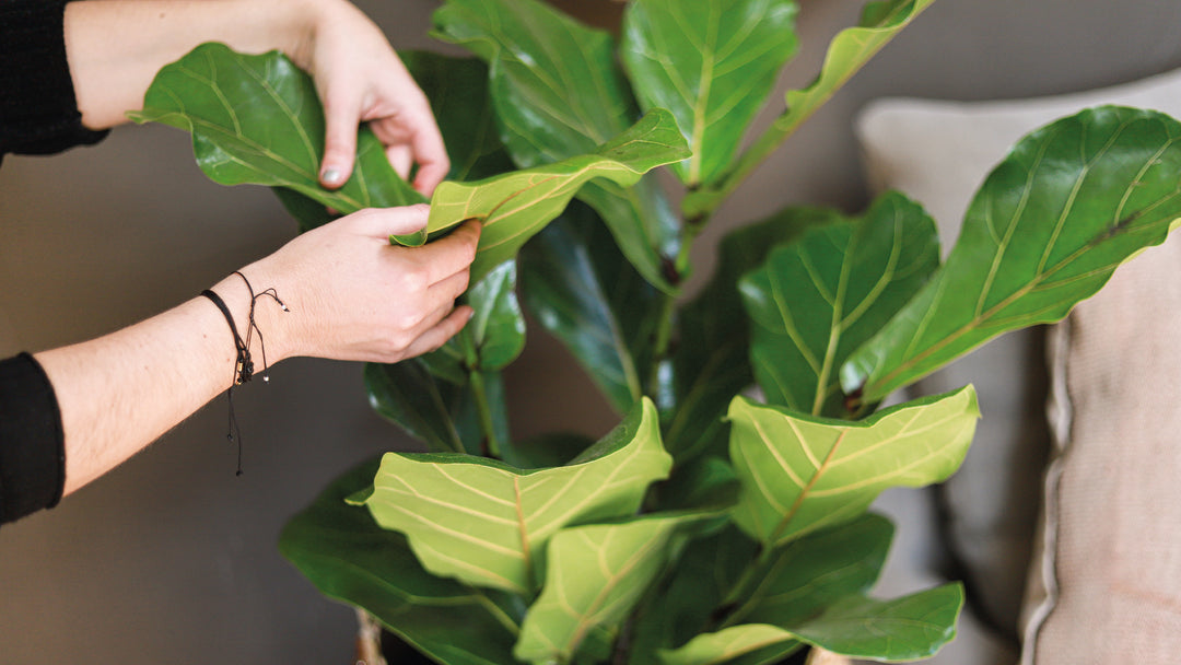 7 Tips para tus plantas en Invierno