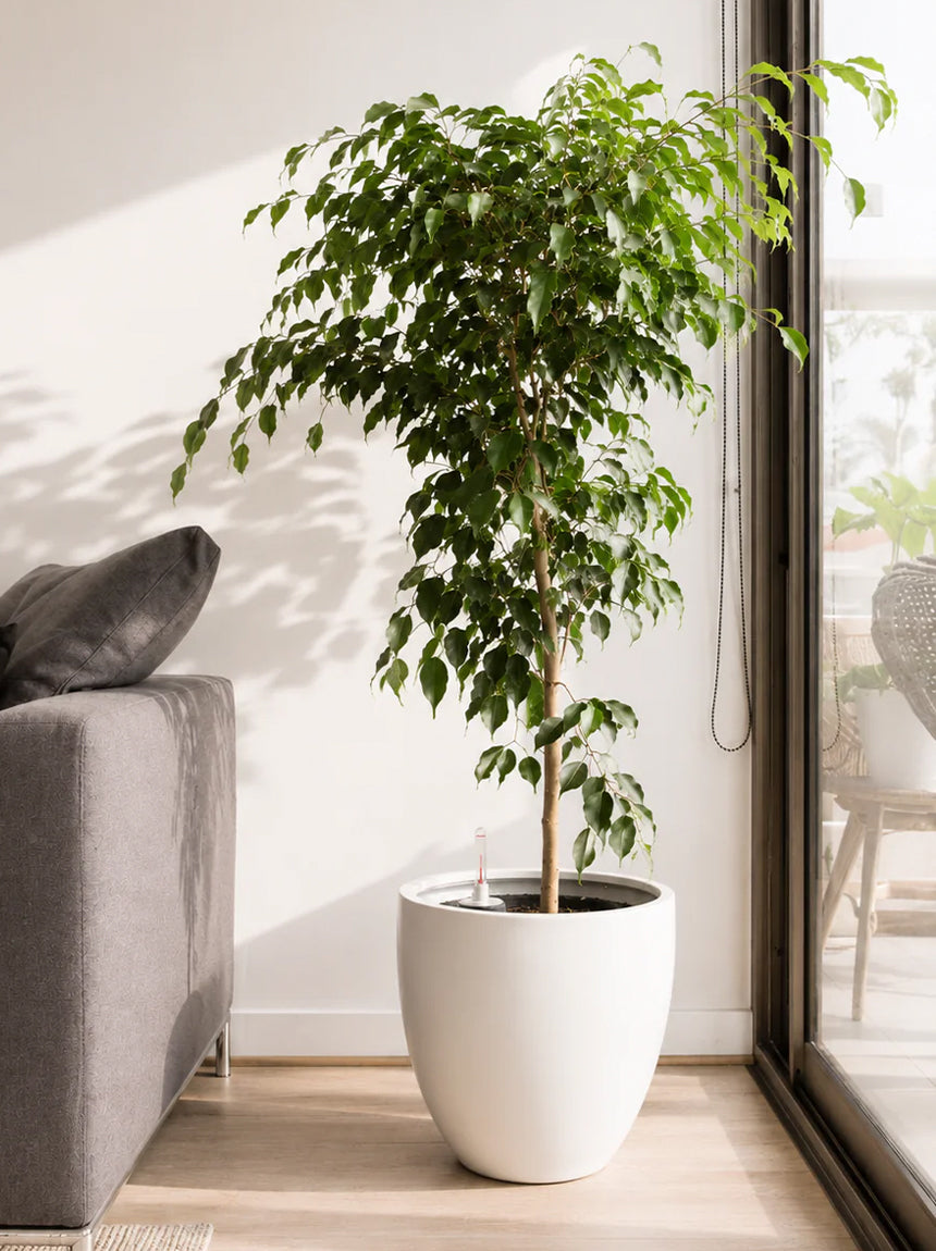 ¿Tú Ficus Benjamina esta votando las hojas?