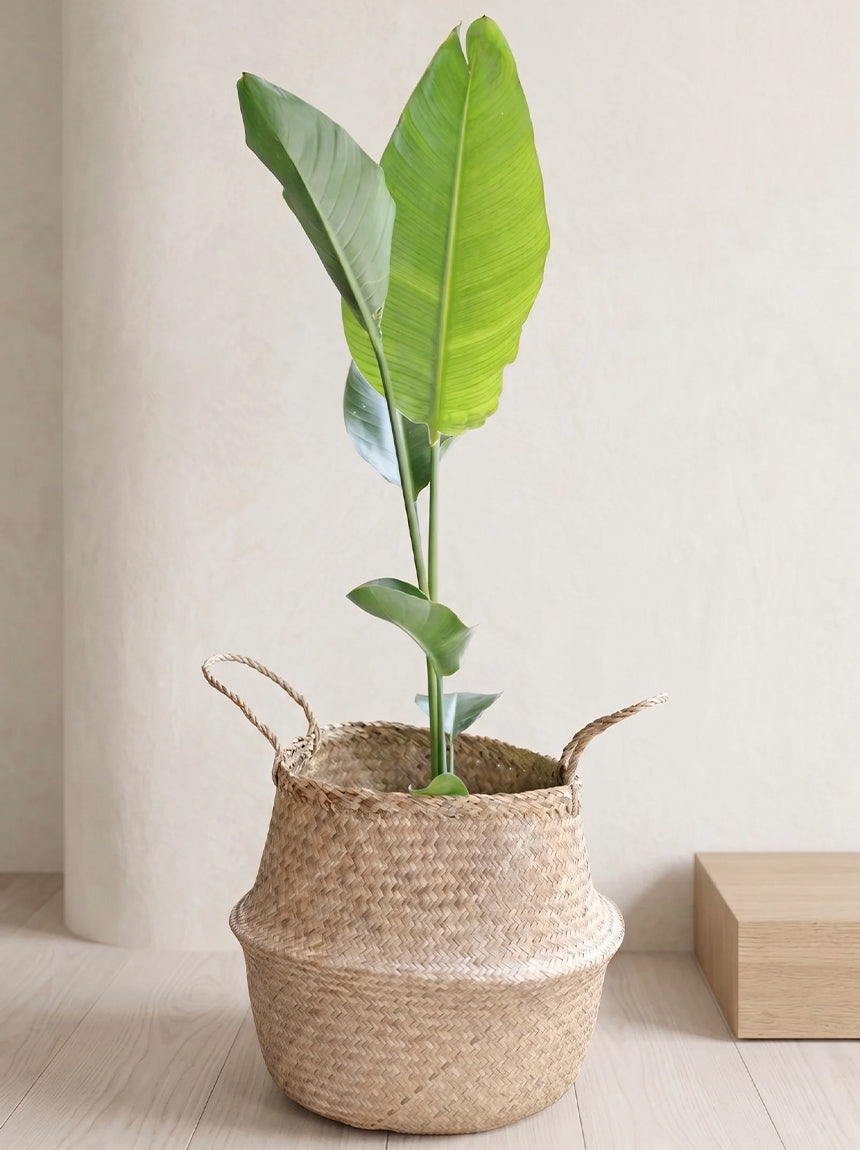 ¿Quieres que tu Strelitzia Nicolai crezca grande y saludable?