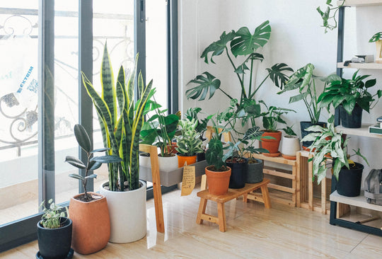 ¿Cómo ubicar las plantas en nuestro espacio según el Feng Shui?