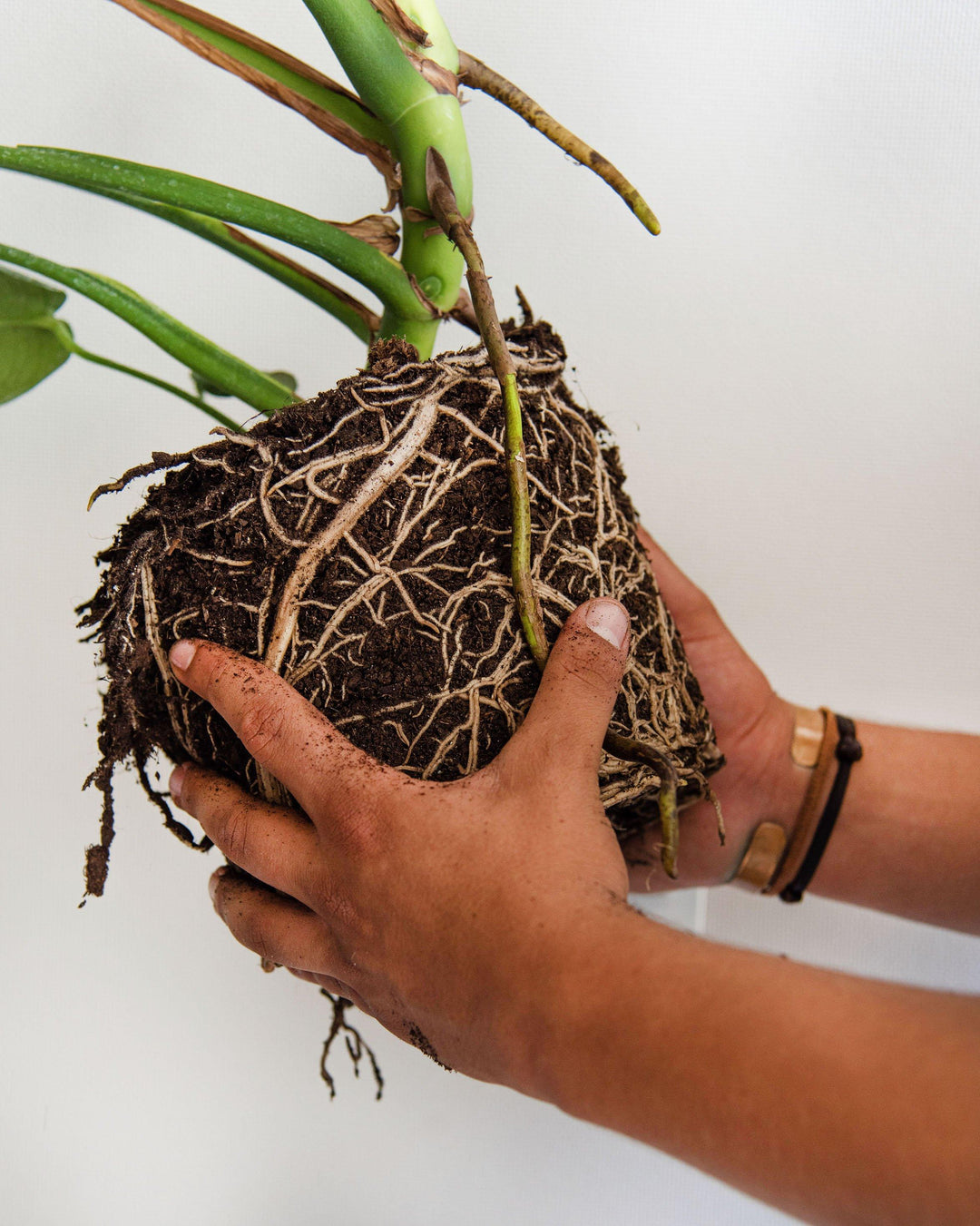 Fertiliza y recupera tus plantas 🍃🌿