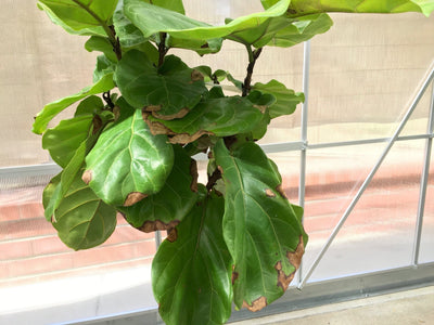 Problemas y cuidados del Ficus Lyrata