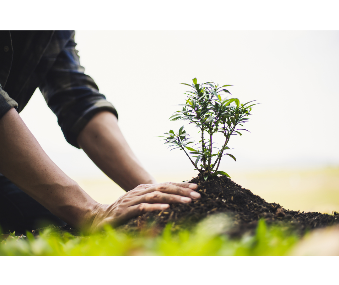 Cuidados Post-Plantación: Mantenimiento de las Plantas de Primavera