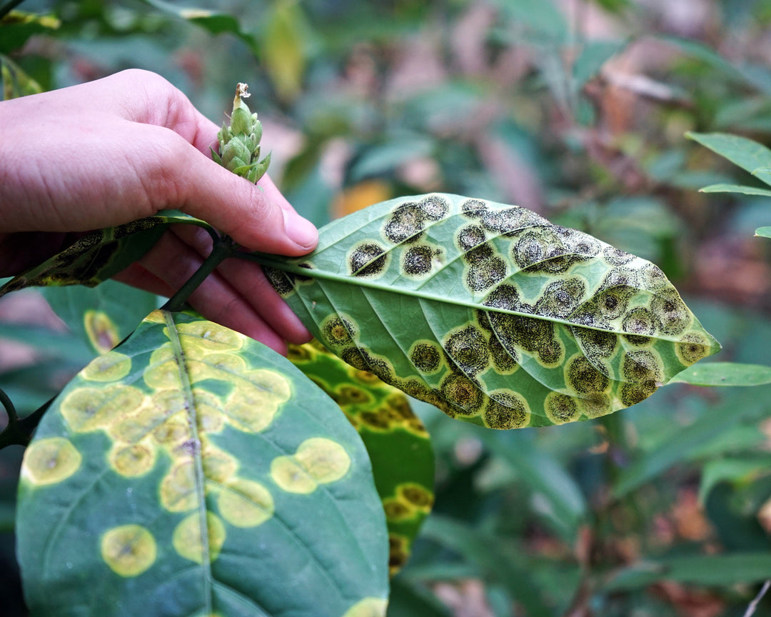 ¿Qué plaga tiene mi planta? Guía Completa para Identificar Plagas Comunes