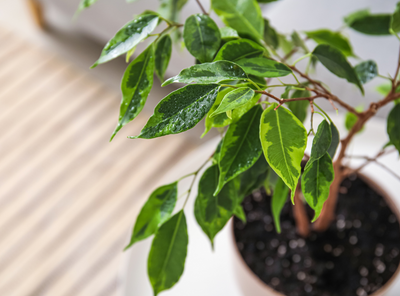 Todo lo que debes saber sobre el Ficus Benjamina