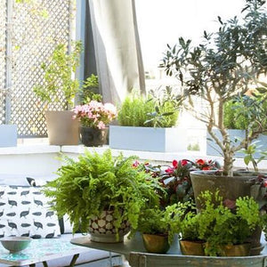 Plantas Exterior Gigantes