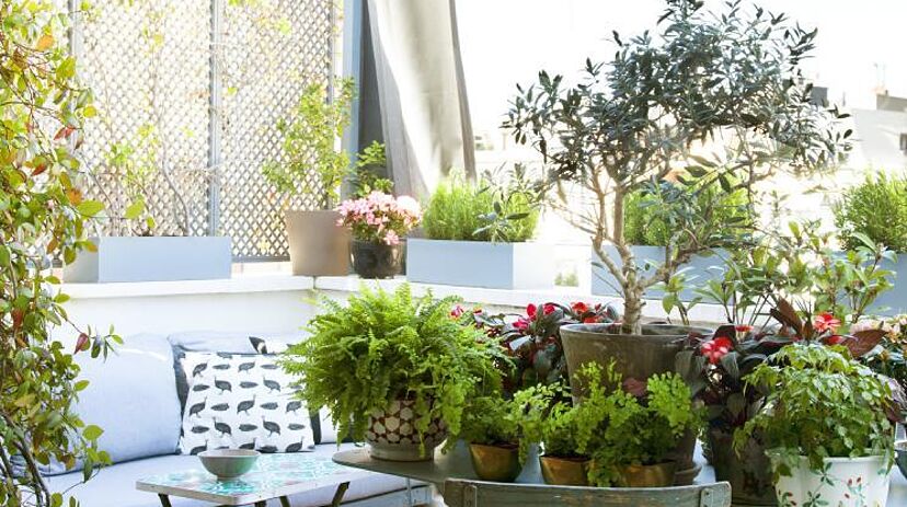 Plantas Exterior Gigantes