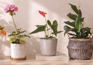 Remate Plantas con Flor