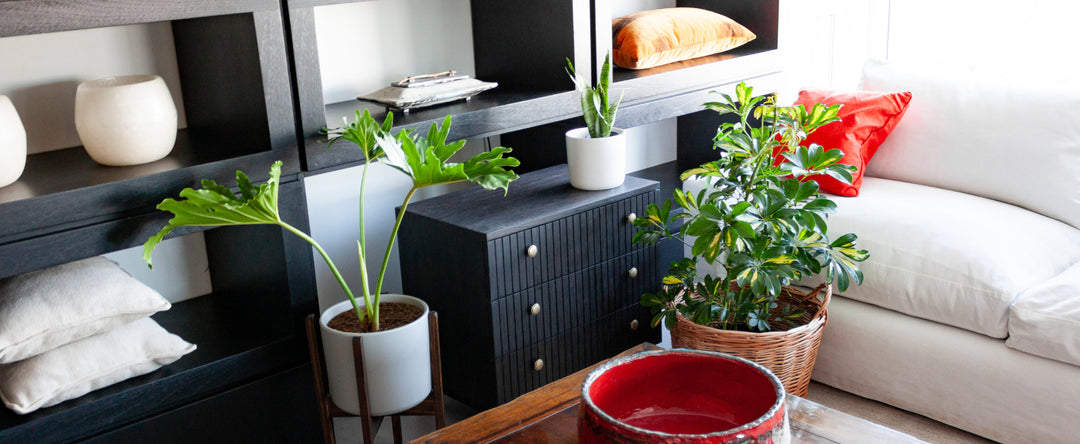 Packs de Plantas