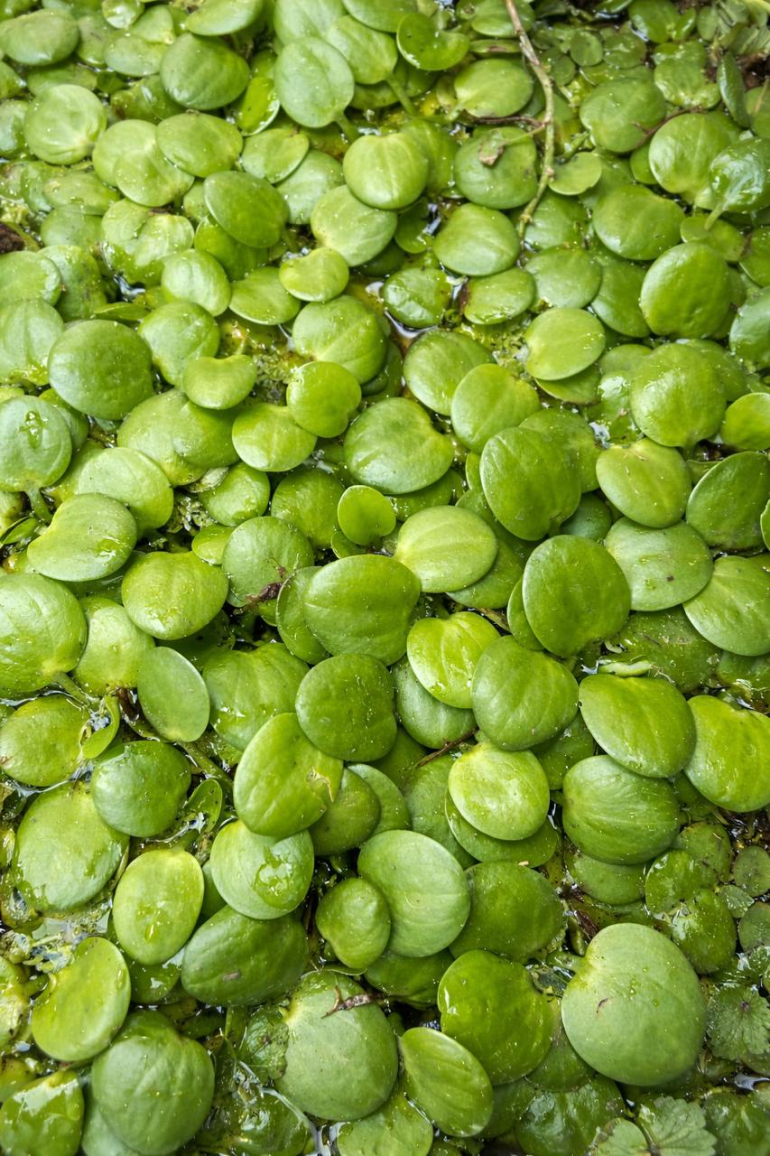 Plantas Acuáticas