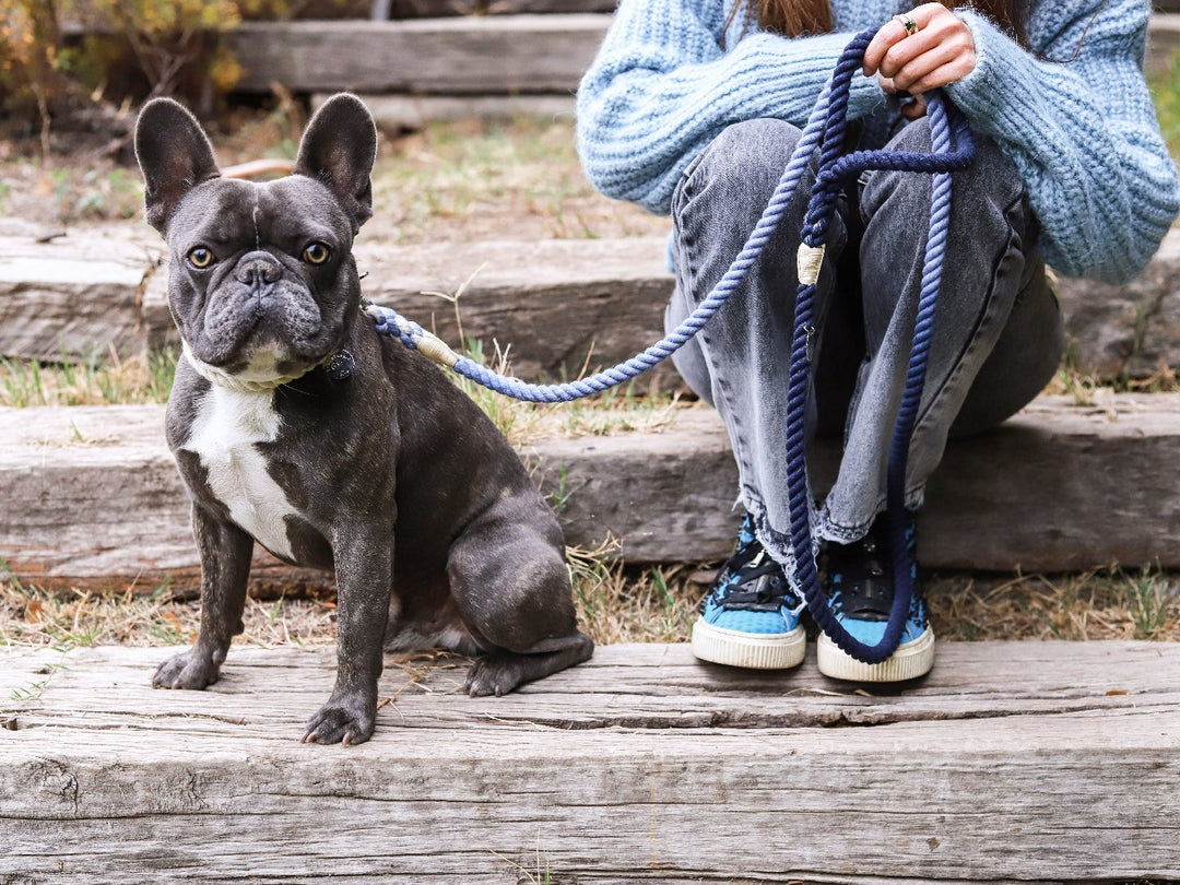 Productos premium para perros