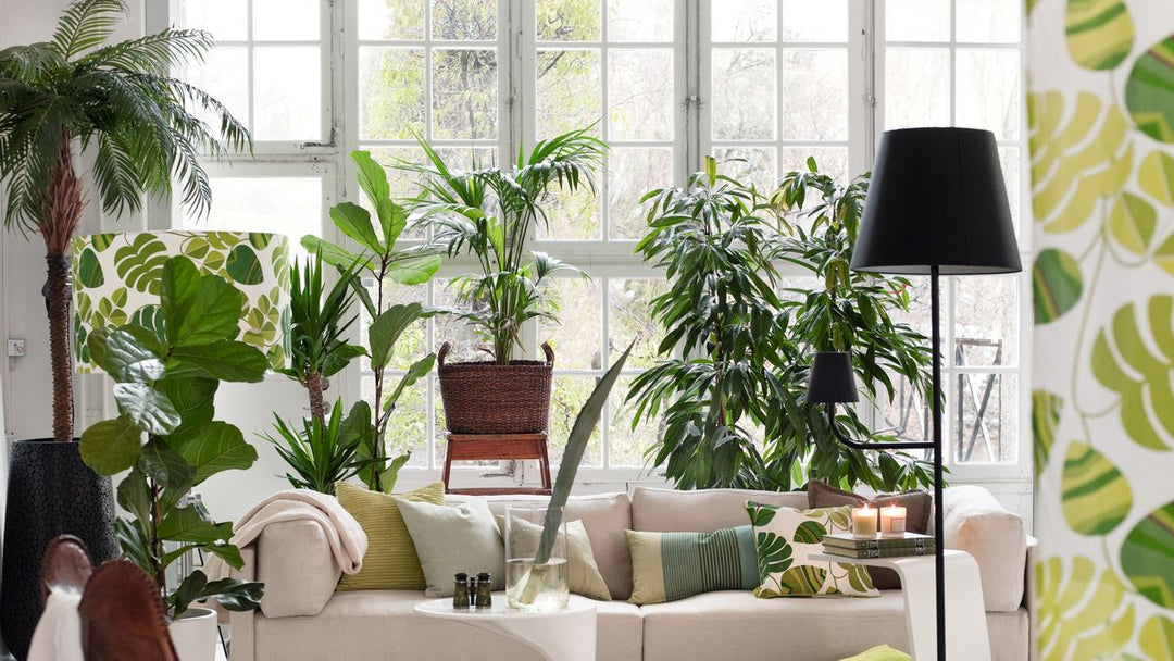 Plantas Interior Grandes