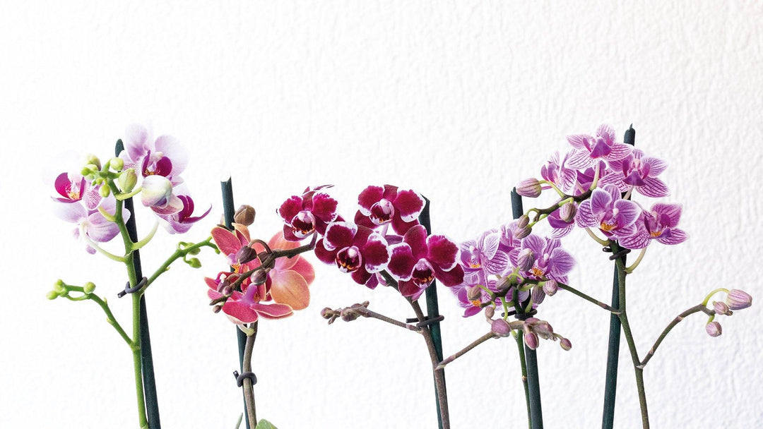 Orquídeas