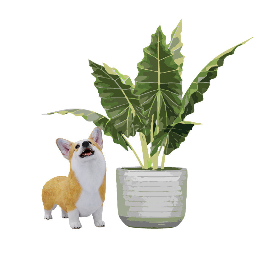 Pet Friendly