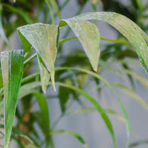 Ficus Lyrata y plantas de interior, esta foto muestra las mejores plantas con macetero para despacho en santiago o retiro en vivero