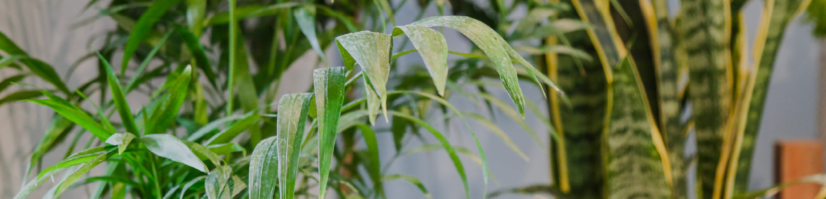 Ficus Lyrata y plantas de interior, esta foto muestra las mejores plantas con macetero para despacho en santiago o retiro en vivero