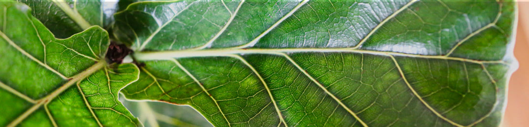 Black Sale - Plantas