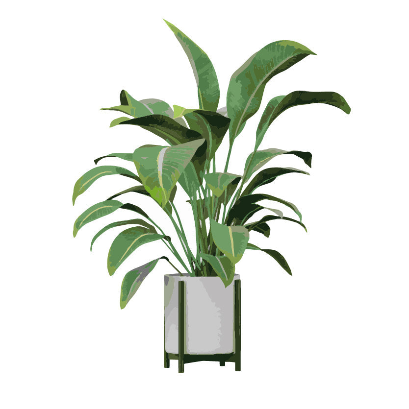 Plantas Grandes