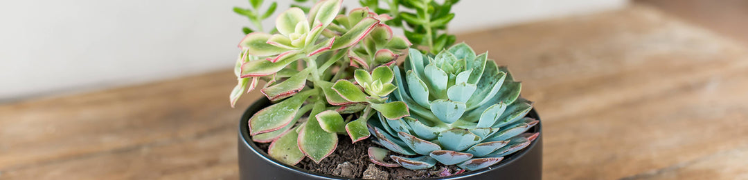 Producto de la Semana