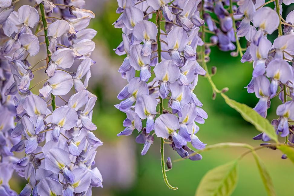 Primavera PlantMe