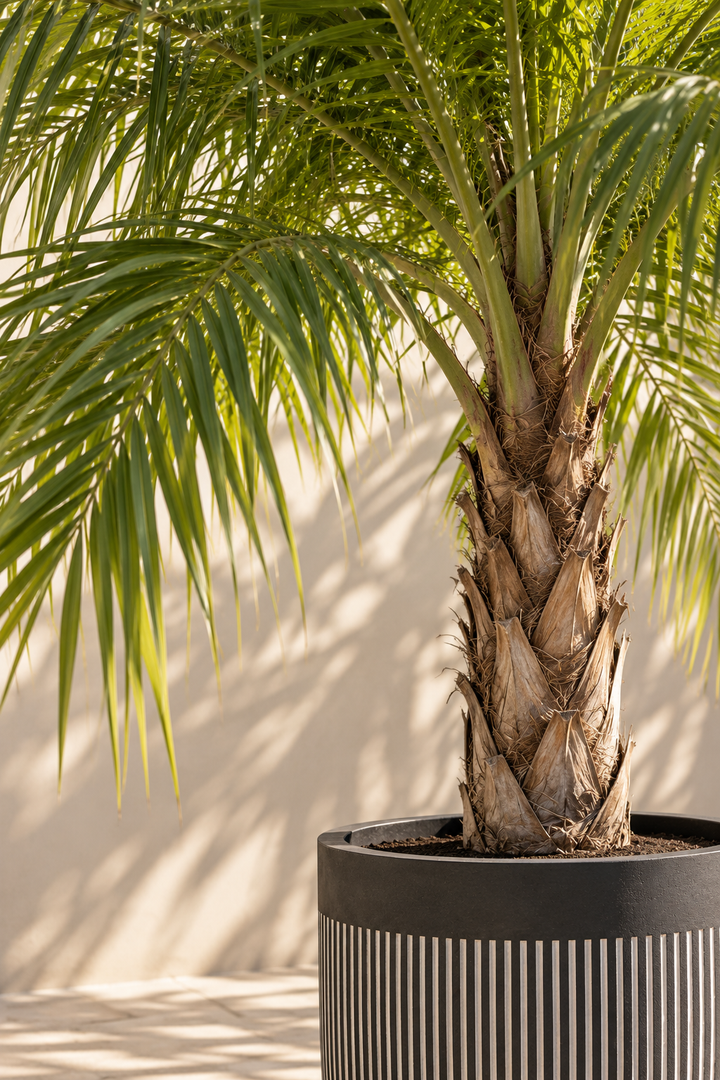 Palmera Coco Plumosa 8 años (Syagrus romanzoffiana)