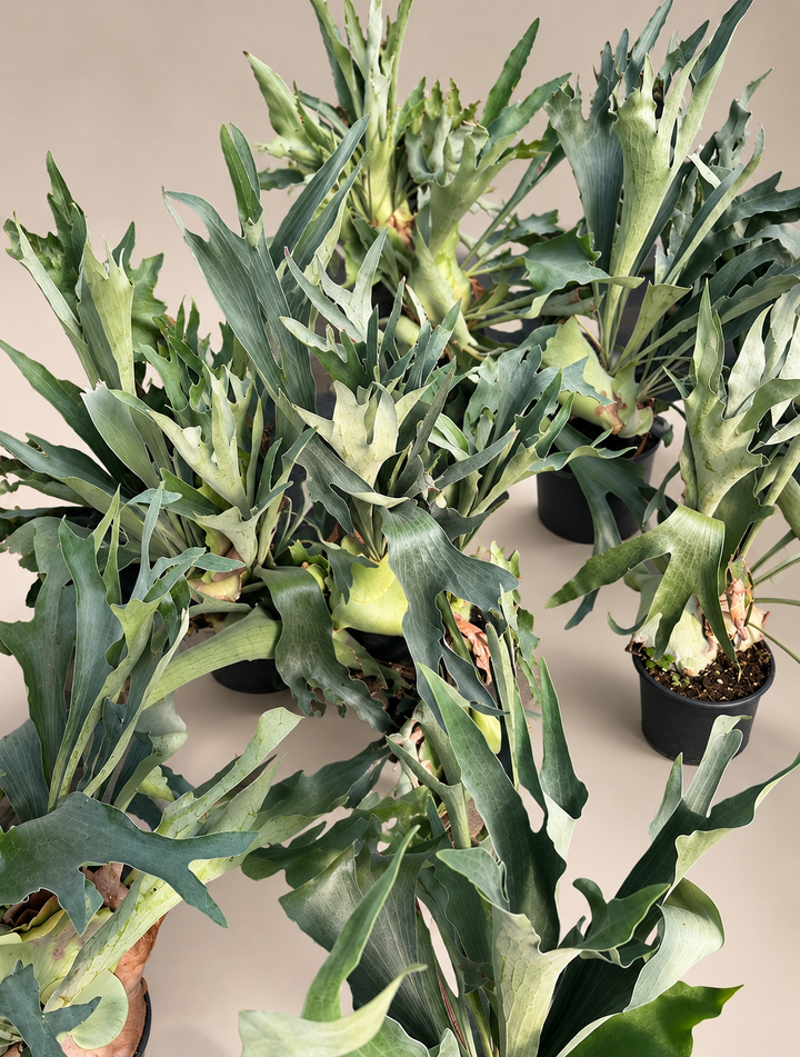 Cuerno de Alce 4 años (Platycerium)