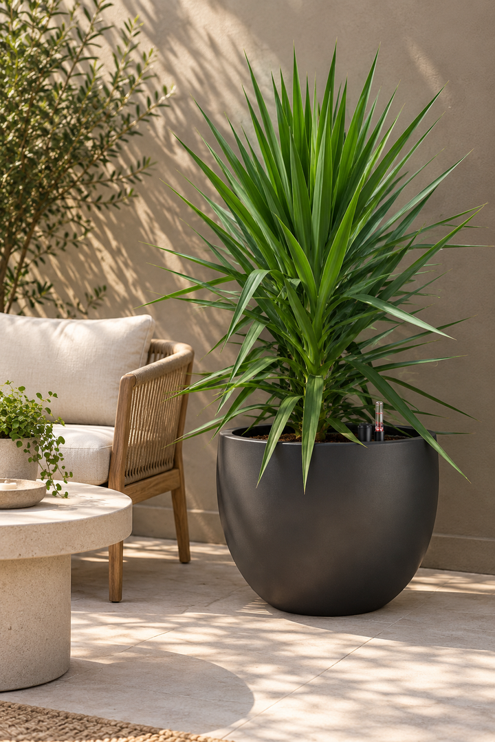 Yuli (Dracena Yucca)