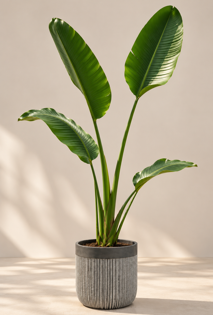 Nicolas XXXL (Strelitzia Nicolai)